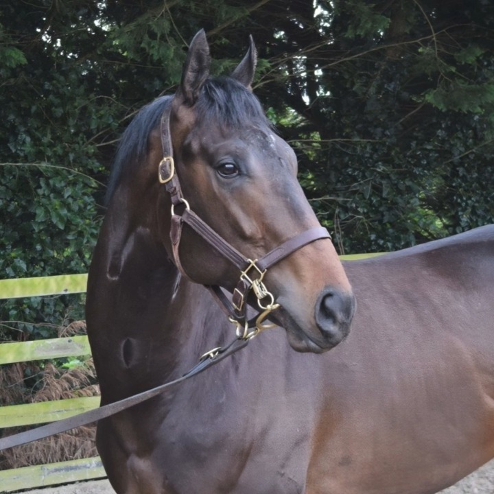 Lot 258 in @tattersalls1766 Guineas Breeze-up sale - Wooded x Copying @harasdebouquetot @alshaqabracing We think a lot of this colt - He is big, strong and imposing - mature in both body and mind, and most importantly FAST ... and can sustain speed at a distance. His breeze will be one to watch 😍