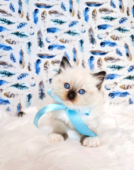 Our cattery is very proud of this Handsome Boy! He is sweet and playfull, loves to cuddle and just be silly...I am sure he will be very loved in his new forever home!
#ragdollsarethebest #ragdollsflorida #ragdollpet #cutekitten #kittenlove #ragdollforsale #ragdollcattery #floridacats