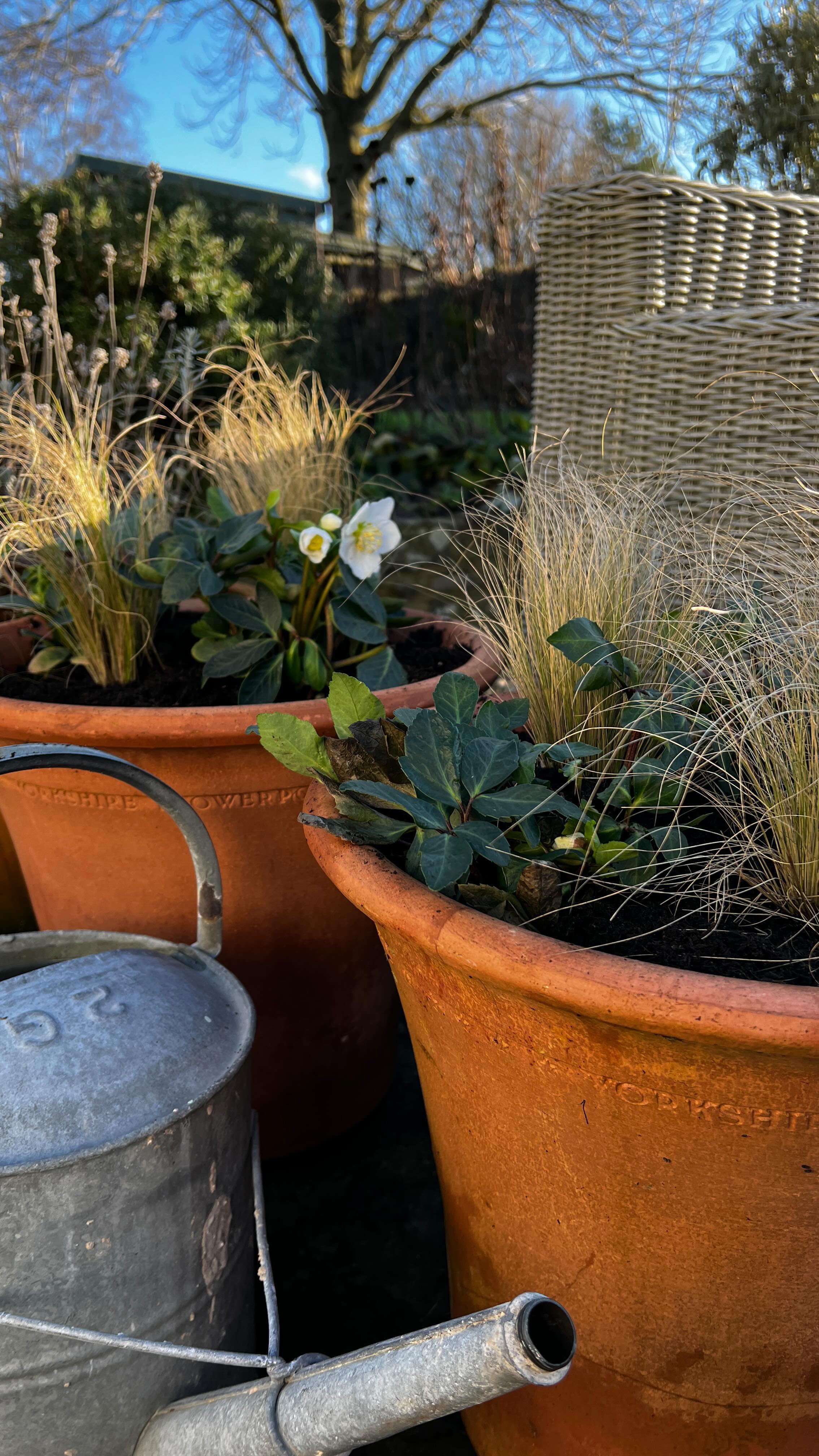 Happy New year, I’ve been back in garden mode today purely because the sun is shining and discount bulbs in the garden centre!!
I planted up the bulbs first and finished the pots with Hellebore and Stipa for winter interest which I’ll plonk in a border come early spring to give the bulbs their time!
Happy planting!!
#bulbplanting
#springbulbs
#gardendesign
#containergrowing
#happygardening
#countrylife
#gardenlife
#gardeninspiration