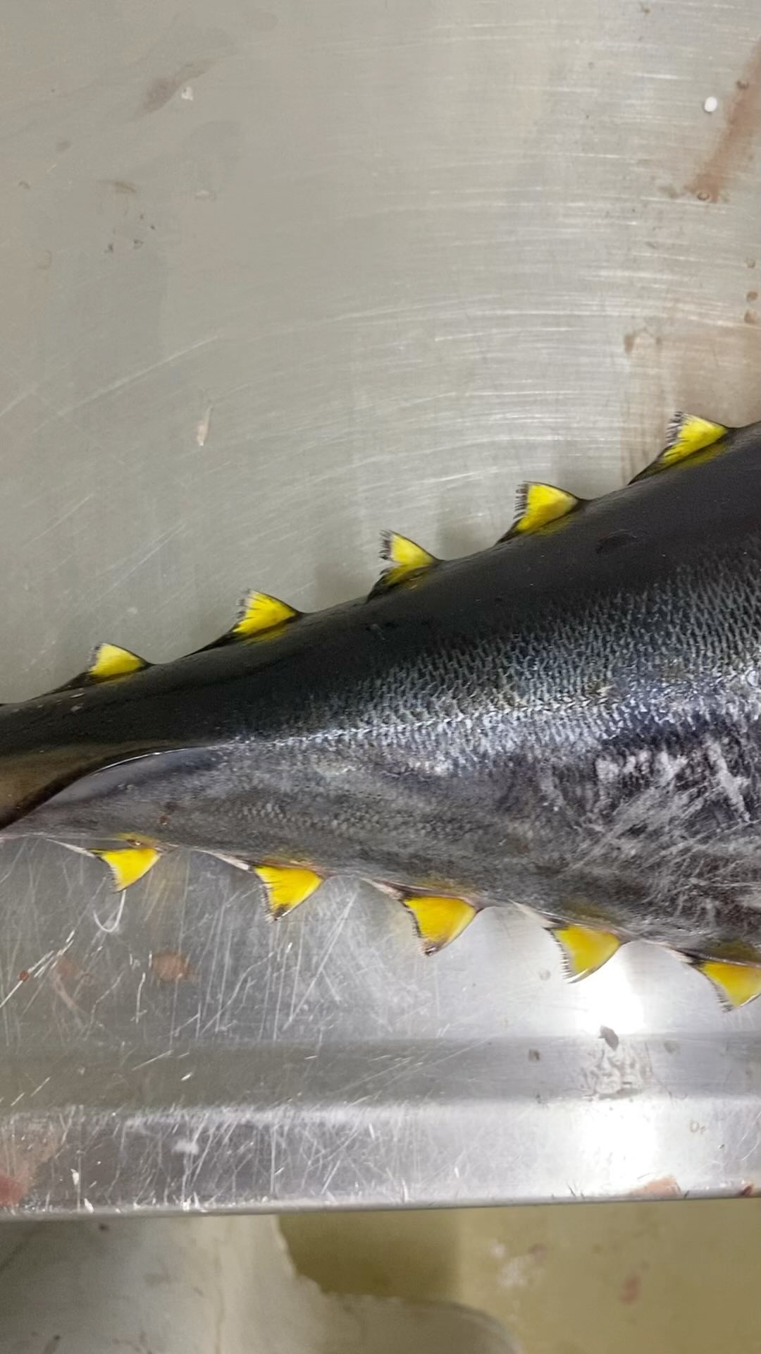 Atun aleta amarilla 100% 🇨🇴
yellowfin tuna 100%🇨🇴
#tuna #fresh #pescaresponsable #sustainablefish
#quality #atun #artesanal #calidad #fresco #colombia #pacificocean