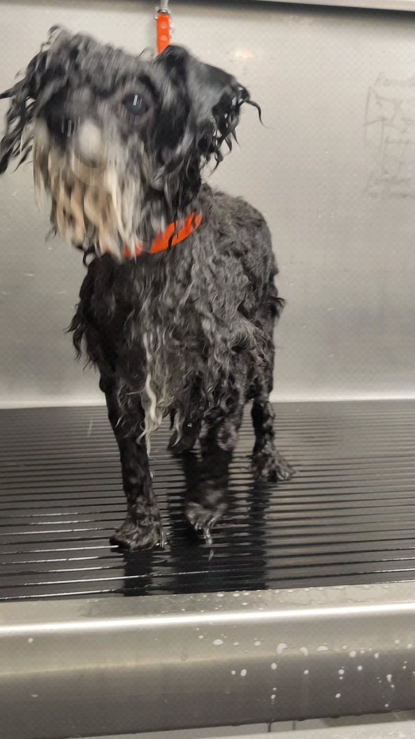 🍯HONEYPIE🍯
#hundefrisör #hundefreunde #hundefriseur #hundeliebe #hundeaufinstagram #vorhernachher
#doggroomer #doggrooming #dogglowup #doglove #cutedog #bevorandafter