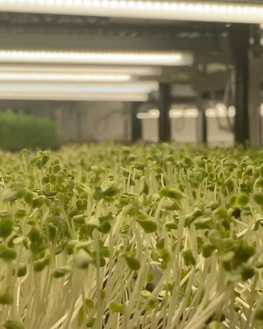 After all of the greens are harvested for fresh cut deliveries, the grow racks are loaded right up with the next round of germinated trays. These greens have been under the lights for about a day and most of which will be ready for harvest by next week!
-
-
-
-
-
#hydroponics #verticalfarming #organicsoil #knowyourfarmer #cagrown #freshfood #healthyfood #urbanfarmer #mixedgreens #leafygreens #microgreens #nongmo #planthealth #indoorfarming #aeroponics #placergrown #growsomeleafys #growsomemicros #shellridgefarms #localfarmers #nutrientdense