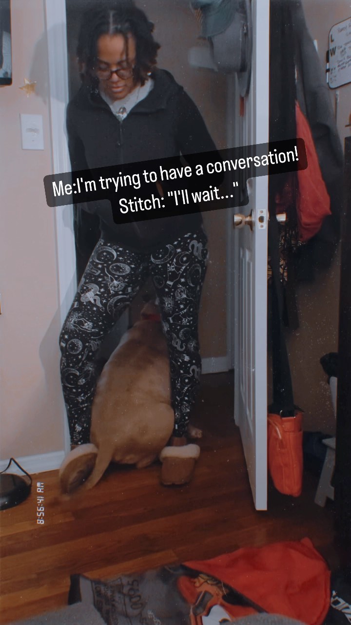 He is so needy and clingy! #americanbully