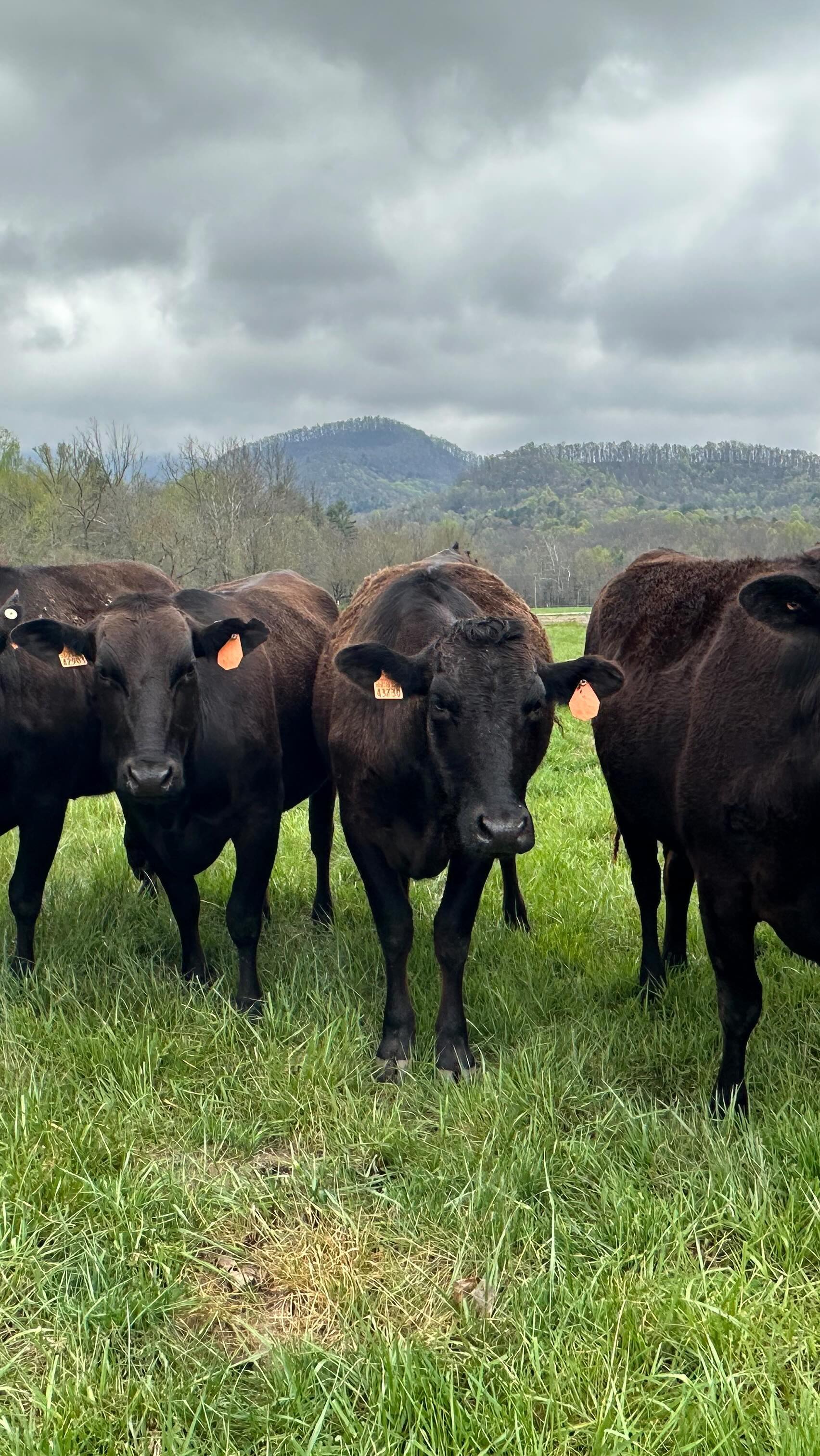 Our little slice of heaven on this side of the Little Tennessee.🌦️
•
•
•
#providencepastures #wagyubeef #localfarmers #localbeef