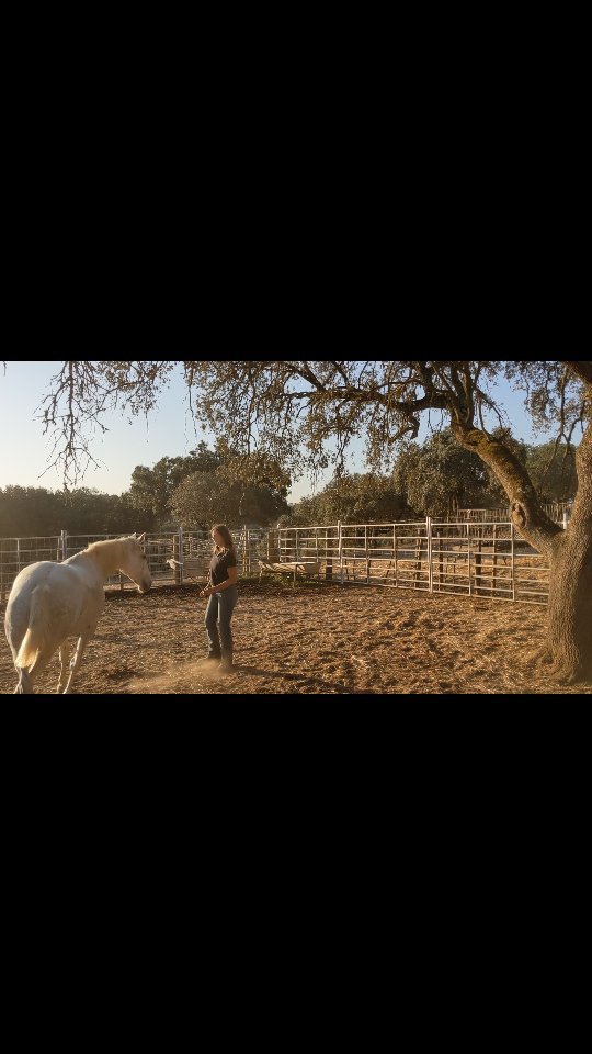 A little progress video from today after having a total of 4 short sessions with this smart lady that taught her whole herd to run away when they see a human because she didn't want to be caught or touched in the past 6 years.
Horsenalities are shaped by 4 major things:
1. Innate Caracteristics
2. Learned behavior
3. Environmental Influence
4. Spirit
In this situation environmental influence and learned behavior are coming together in not only shaping this mares horsenality (which is very different from her innate character) but she also creates an environment where the rest of the herd learns to be afraid of humans as well.