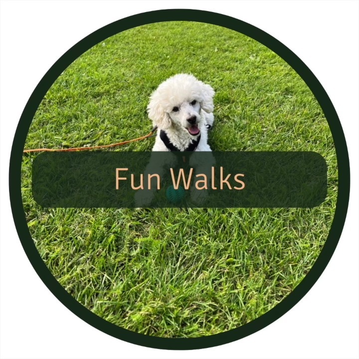Feeling bored with your daily dog walks? Time to spice things up and make them paws-itively exciting! Here's why adding fun activities to your walks is a game-changer:
Exercise 🏃♂️: Turn exercise into play with fetch, races, or games. Keep your dog and yourself in tip-top shape.
Mental Stimulation 🧠: Engage your dog's mind with puzzles and tricks during walks. A smart dog is a happy dog!
Bonding 🤗: Play games like tug-of-war to strengthen your bond. Shared joy = stronger connection.
Socialization 🐕🐾: Let your dog interact with others for social skills. Well-adjusted pups make happy owners.
Behavior 🐶🛠️: Fun activities curb boredom, reducing destructive behaviors.
Variety 🌟: Keep things fresh with new toys and routes.
Pure Happiness 😄: The ultimate benefit is a happier, healthier dog. Who can resist that tail-wagging joy?