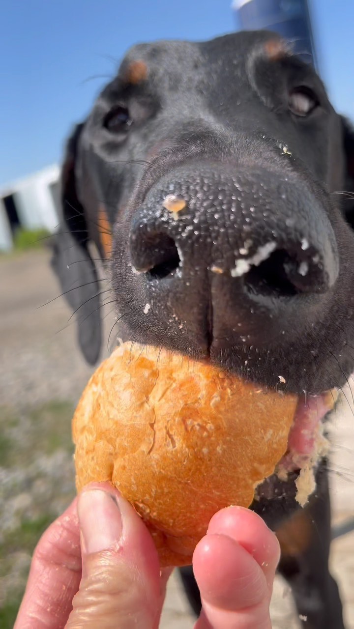 I’ve known it for a while, but…I married Old MacDonald. 🧑🏼🌾❤️
Happy Friday, friends!
#kitten #kittens #kittensofinstagram #dog #dogsofinstagram #doberman #dobermanpinscher #dobermansofinstagram #farm #farmlife #farmtwo53 #cow #farmanimals #turkey #babyanimals #chicken #chickens #chickensofinstagram