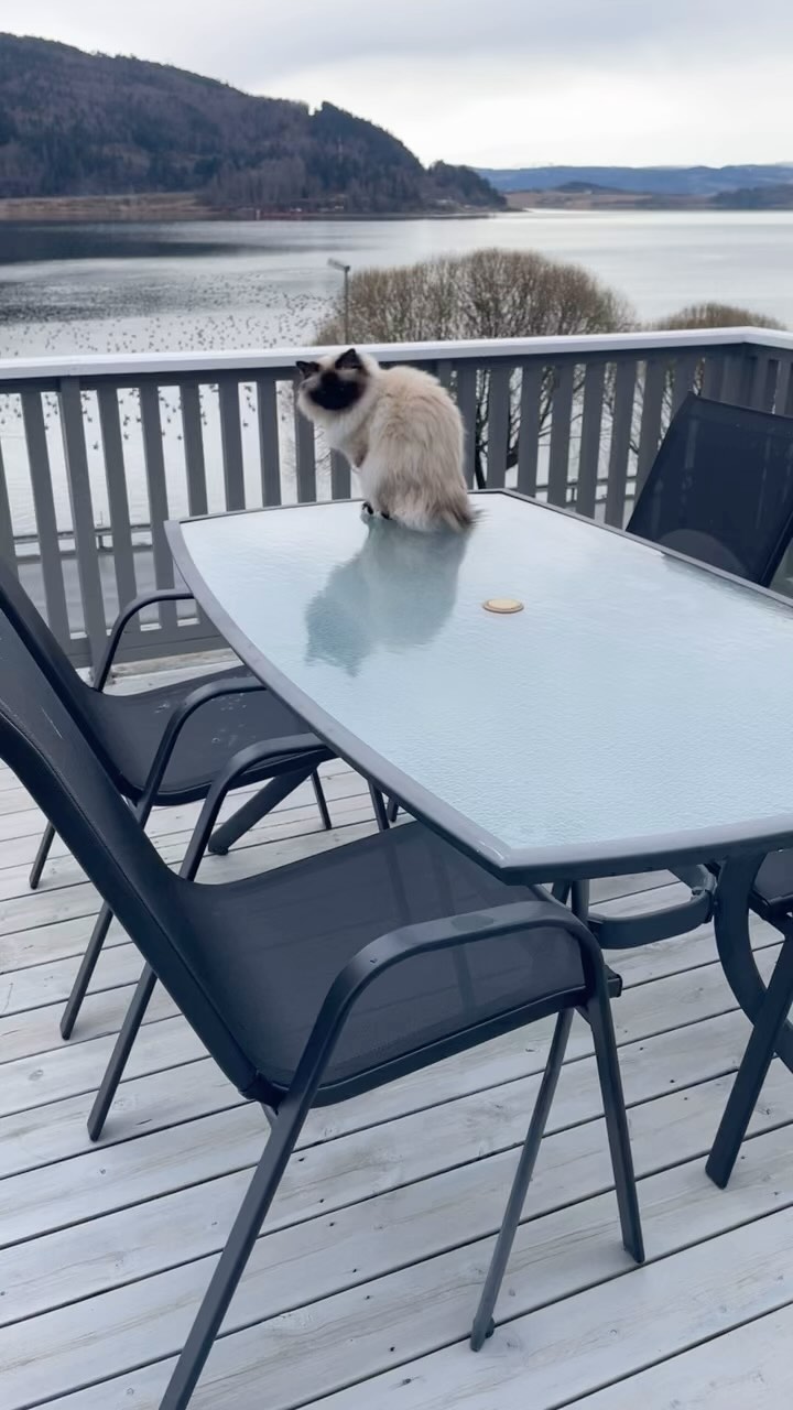 Bird watching 🪿🦆 #sacredbirman #birman #birmancat #fluffy #longhair #helligbirma #lilacpoint #sealpoint #colourpoint #colorpoint #whitecoat #blueeyes #blueeyedcat #birma #catsoninstagram #catsofinstagram #cats #cat #catsoftheworld #catsagram #catoftheday #kattensrollsroys