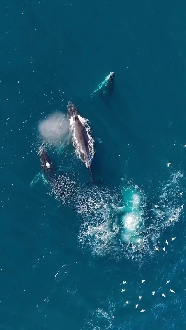 Have you witnessed this beauty yet? 🐋 Now is the time!
