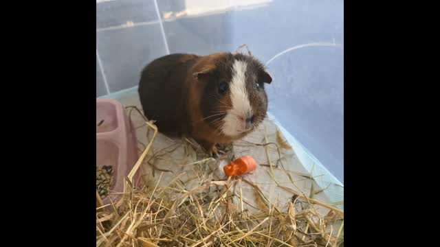 Till next time little friends ๐งก, hope you have enjoyed your stay at hotel!! All ready amd packed up, and waiting for parents to arrive
Hasta pronto!
#thecoolbunnysitters #rabbitsitting #petsitting #bunnysitting #bunnylovers #bunny #rabbit #petcare #bunny #rabbit