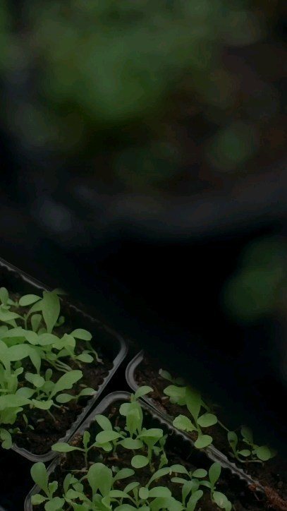 🍃Neste episódio conhecemos a etapa do Beneficiamento primário, que acontece imediatamente após a colheita, e suas exigências para que tenhamos uma droga vegetal (planta seca) de excelente qualidade!💚🌿
#plantasmedicinais #fitotetapia #farmaciaviva