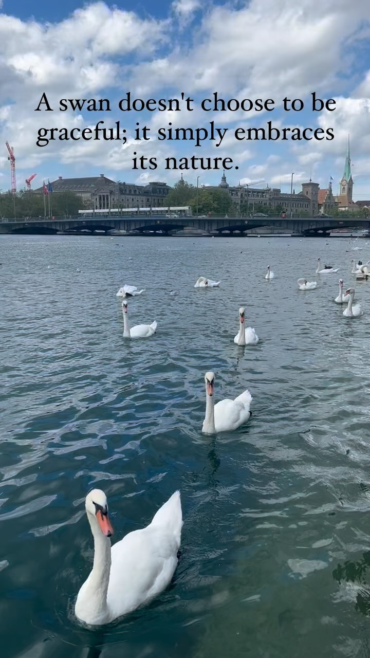 The swan’s ability to be graceful without effort teaches us about the power of authenticity and embracing our true nature. It reminds us that the most genuine and effortless expression of ourselves is often the most beautiful and impactful. When we let go of the need to impress or conform to external expectations, we can tap into the natural flow of our being, just like the swan effortlessly moves with the current of the water.
#GracefulSwan #EmbraceYourNature #AuthenticBeauty #SurrenderAndTrust #PresentMoment #TrueGrace #InnerPeace #FlowOfLife #BeYourself #UniqueBeauty