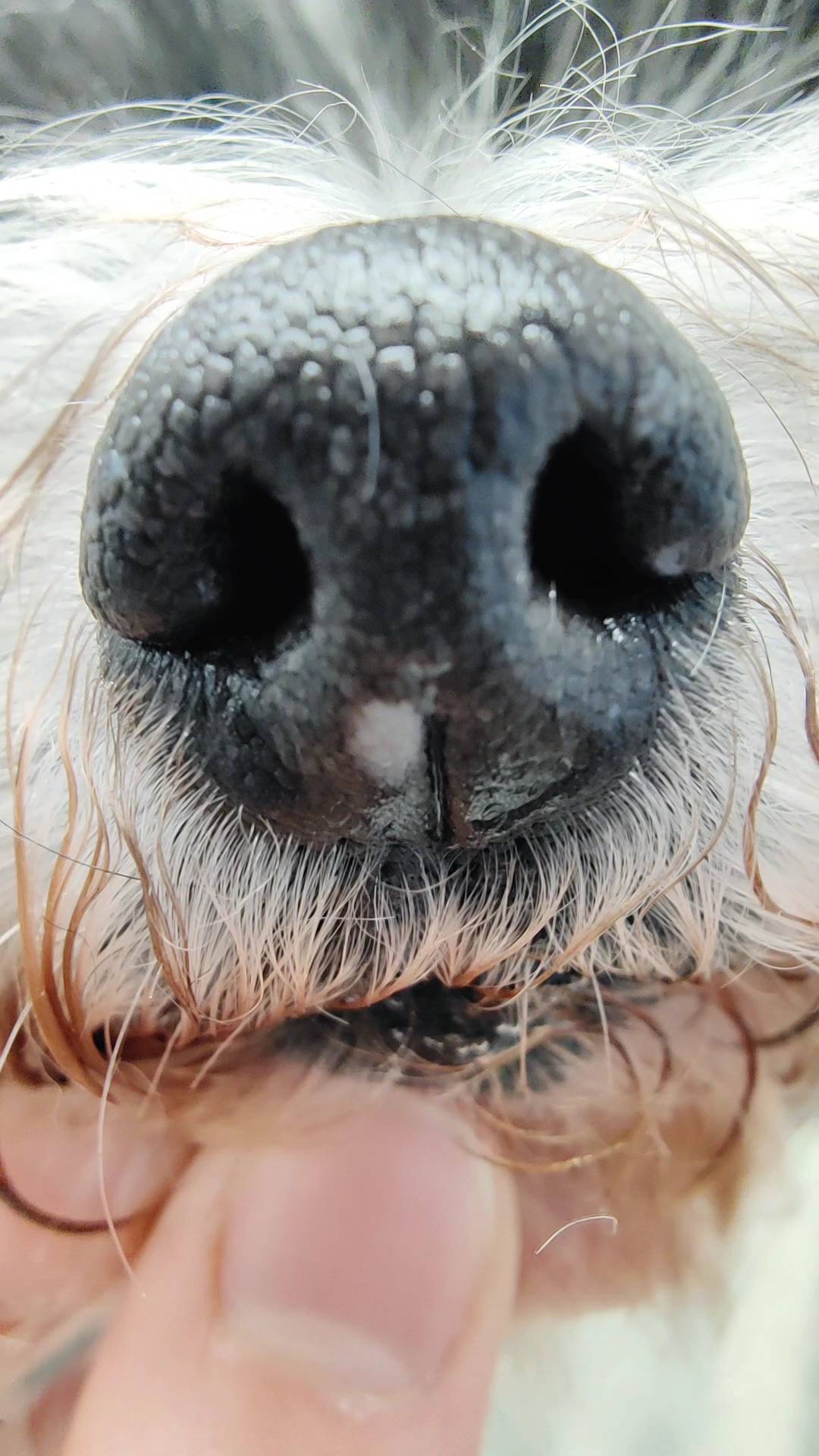 ❤️✨ Sternchen für immer ✨❤️
#doggrooming #doggroomer #happydoggroomer #doggram #dogfriends #dogglowup #doggo #hundefrisör #hundefriseur #hundeliebe #hundefreunde #hundeglück #bolonkazwetna #havaneser #bestjobever❤️ #📸