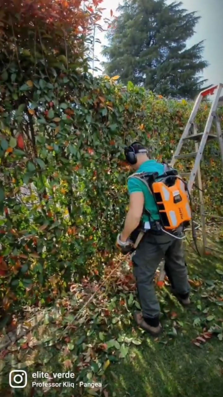 #giardino #garden #gardening #siepi #landscape #tree #landscape