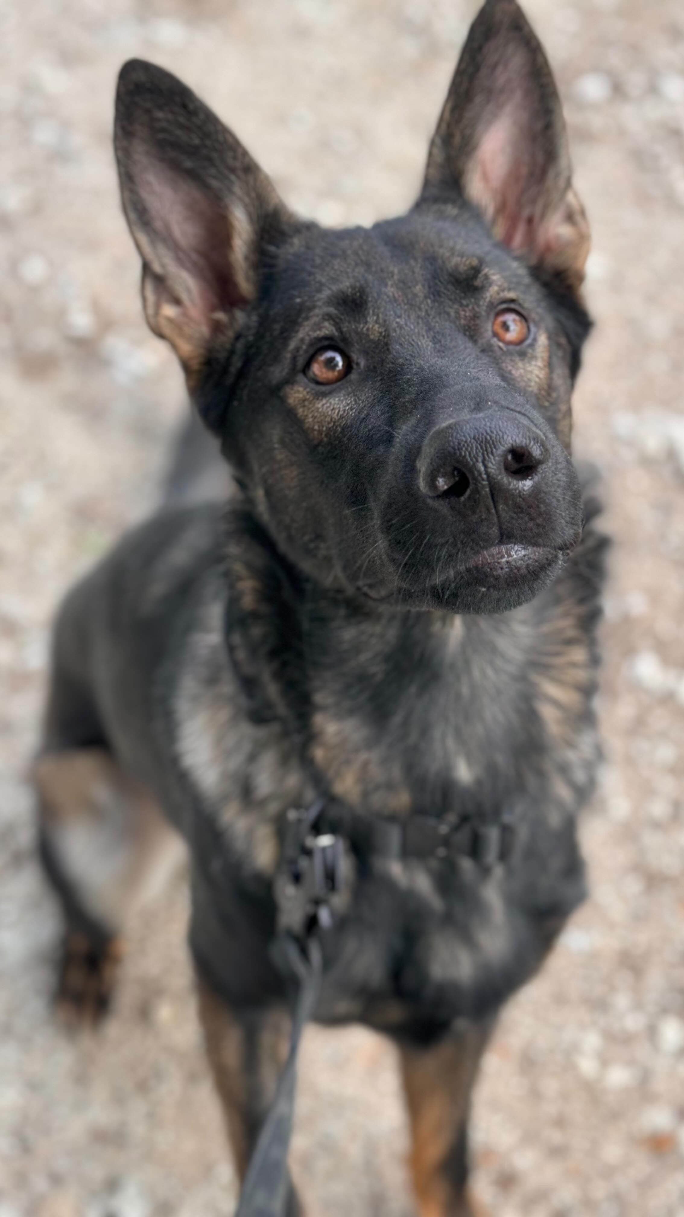 Icky doing his thang at @atwoods_stores