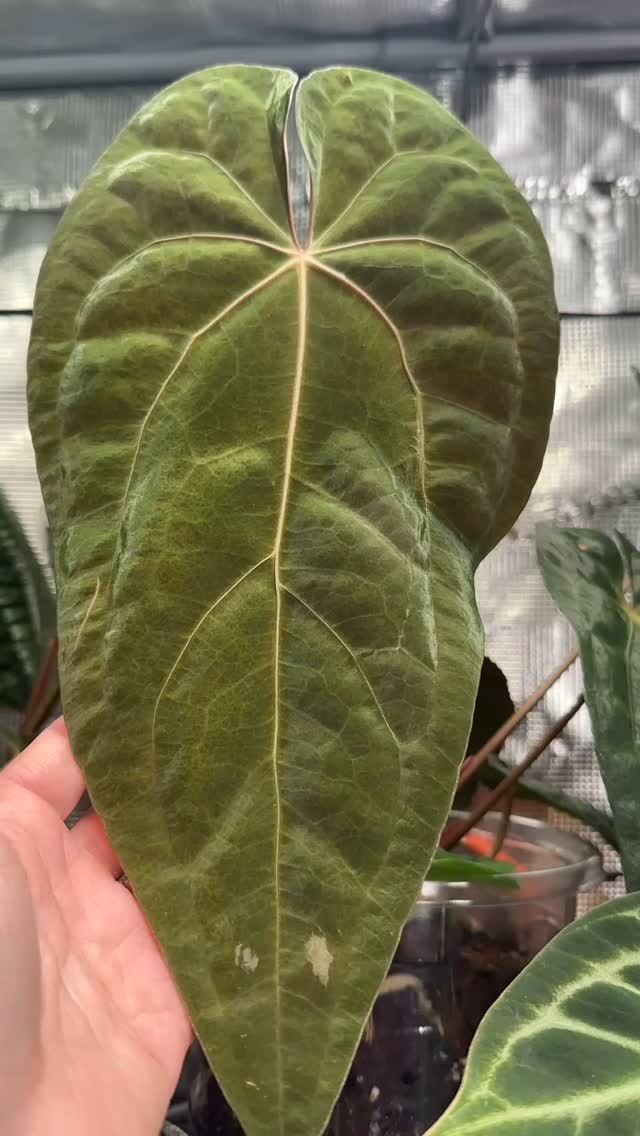I am obsesseddddd with this one! Ralph Lynam x RLFS 💚 all the velvety goodness 😚 🤌🏽
#anthuriumpapillilaminum #anthuriumlovers #anthuriumthursday #anthuriumcollection #velvety #velvetdynasty #velvetlove #darkfoliage #darkleaf #aroidlover #aroidcollector #aroidfanatic