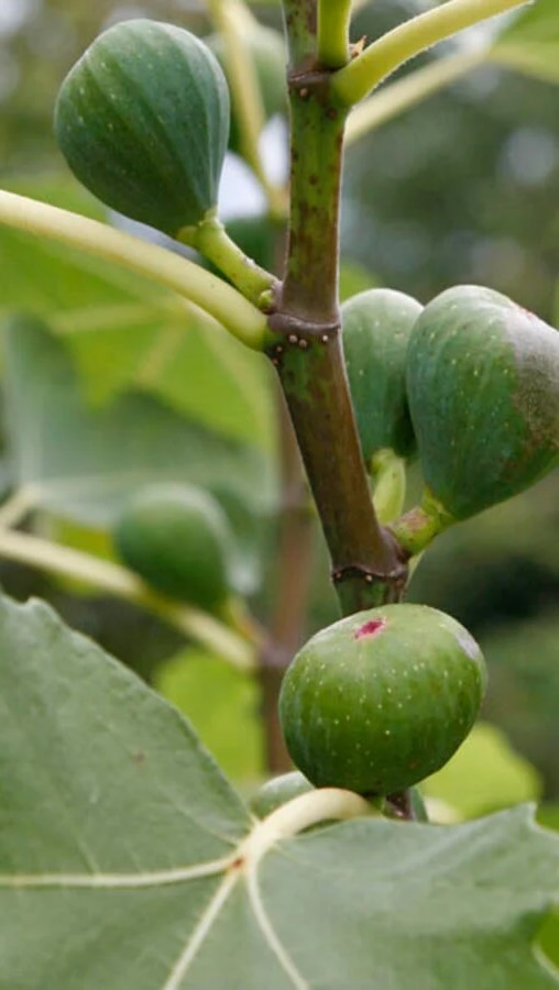 Feigenbaum wächst in Ephraim Botschaft im Golan. Der Feigenbaum steht für Ephraim genau wie der Weinstock für das Haus Judah steht. Man sieht hier zwei Sposse (Notzrim נצרים) da Ephraim אפרים doppelte Fruchtbarkeit bedeutet 🍀