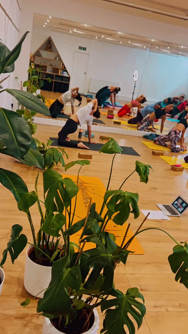 🧘♀️✨Why yoga works…✨🧘♂️
.
1. Breath
Yoga encourages you to connect to your breath, calming the ‘monkey mind’, easing stress and anxiety.🙃🙂
.
2. Movement
Through mindful movement and breathwork, you learn to let go of what you’re holding onto, physically and emotionally.☮️
.
3. Connection
Each practice is a moment to come home to yourself, tuning in to your body, mind, and allowing your soul to shine✨
.
4. Clarity
Yoga sharpens your awareness, helping you respond with intention rather than react from stress.🙏
.
5. Empowers
Yoga teaches you trust yourself, to listen to your body and to simply trust the process both on and off the mat.
.
👉Don’t just take our word for it…try for yourself…grab our Introductory Offer today…link in bio 🤸🏼♀️
.
.
.
#yoga #breath #movement #connection #clarity #empower #inspire #balance #howyogahelps #yogaheals #weareyogacollective #yogacollectivelondon #yogacollective #selflove #yogaisajourney #trusttheprocess #yogalife #align #flow #vinyasa #vinyasaflowyoga #yogaflows