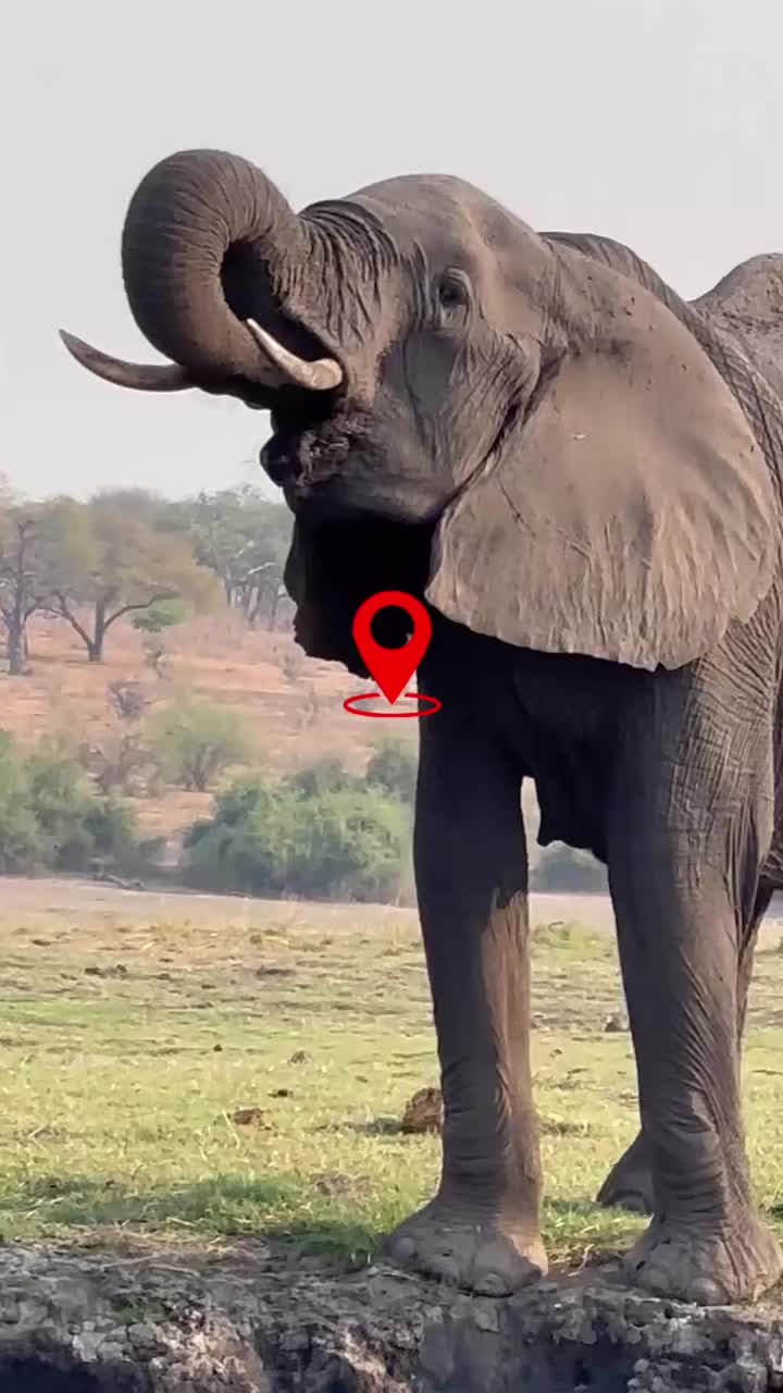 Discover the wild heart-beat of Botswana—one of Africa’s premier safari destinations!
OMGoodness, you have got to check out Botswanna, especially if you love the outdoors! Widely considered an outdoorsman's paradise~
🐘🌿 From the lush Okavango Delta to the vast Kalahari, this untouched paradise is home to thriving wildlife, including majestic elephants, powerful lions, stealthy leopards, and the rare African wild dog. 🦁🐆🐾 Whether you’re gliding through crystal-clear waters or tracking big cats on the open plains, every moment is a true adventure! ✨🇧🇼
Love, Love, Loved Botswana!
#BotswanaSafari #WildlifeWonder #OkavangoDelta #BigFive #AfricanAdventure #NatureLovers