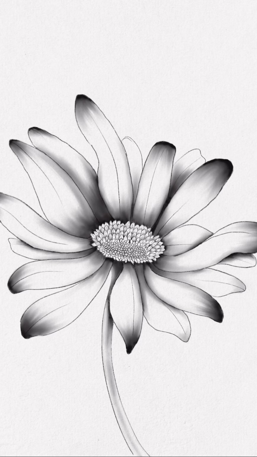Between projects, I’ve been diving into the world of botanical drawing, and this is my first digital graphite piece! I’m really happy with how it turned out, but I have to say, I absolutely loved the whole process. Next up—exploring color! Can’t wait to see where it goes!
.
#illustration #botanical #botanicalillustration #digitaldrawing