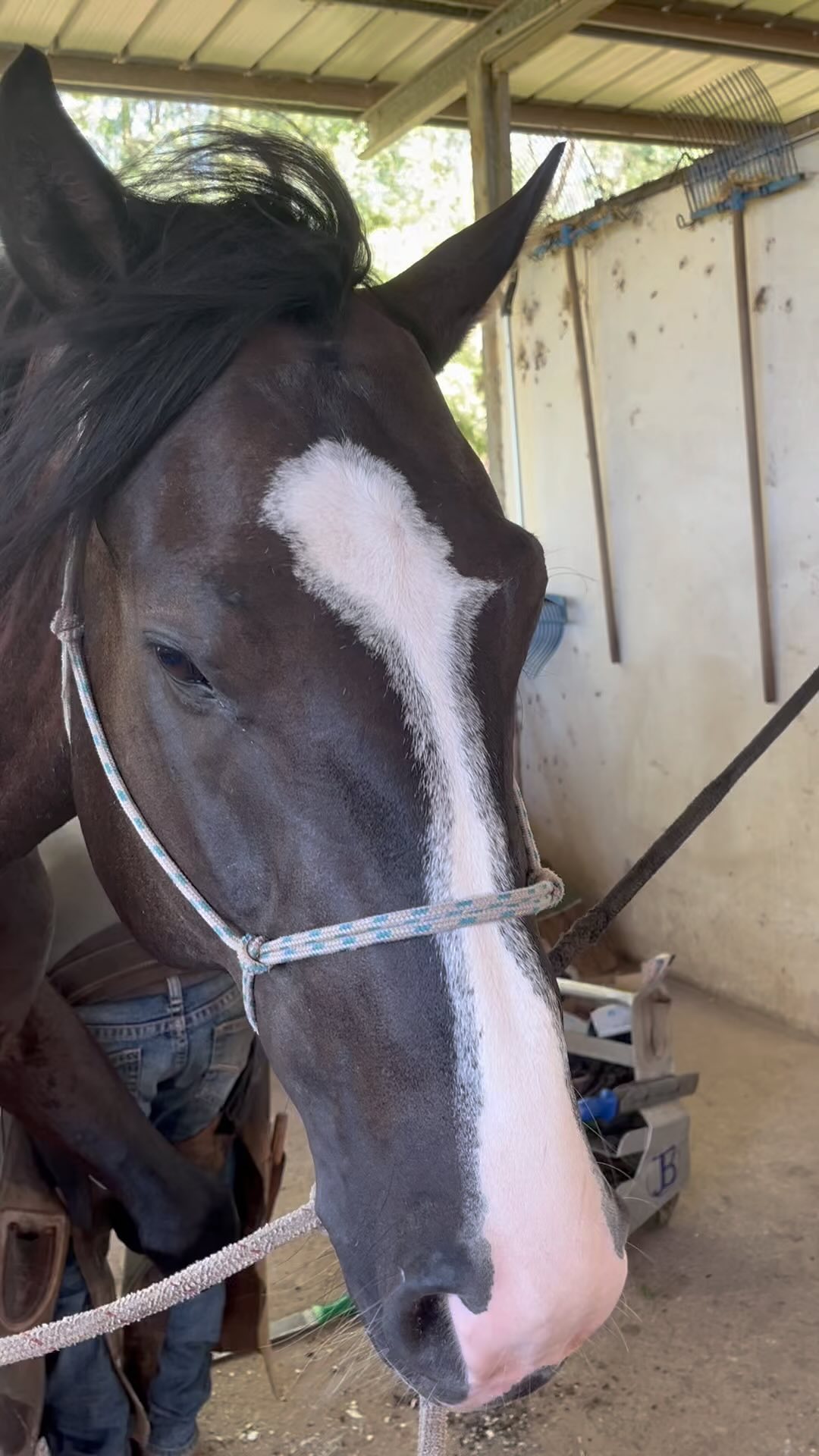 Some fan time for Tiernan. Trying to beat the heat🥵