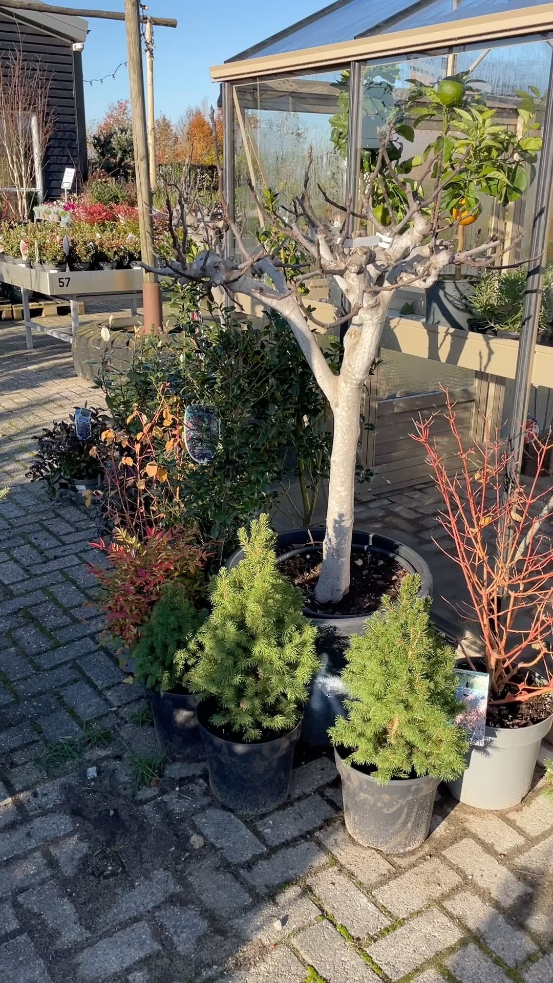 STERK 🌲🛷 neemt je mee door de wereld van Wonderschoon Wintergroen!
#tuintips #winter #tuinieren #tuintorials #detuinin