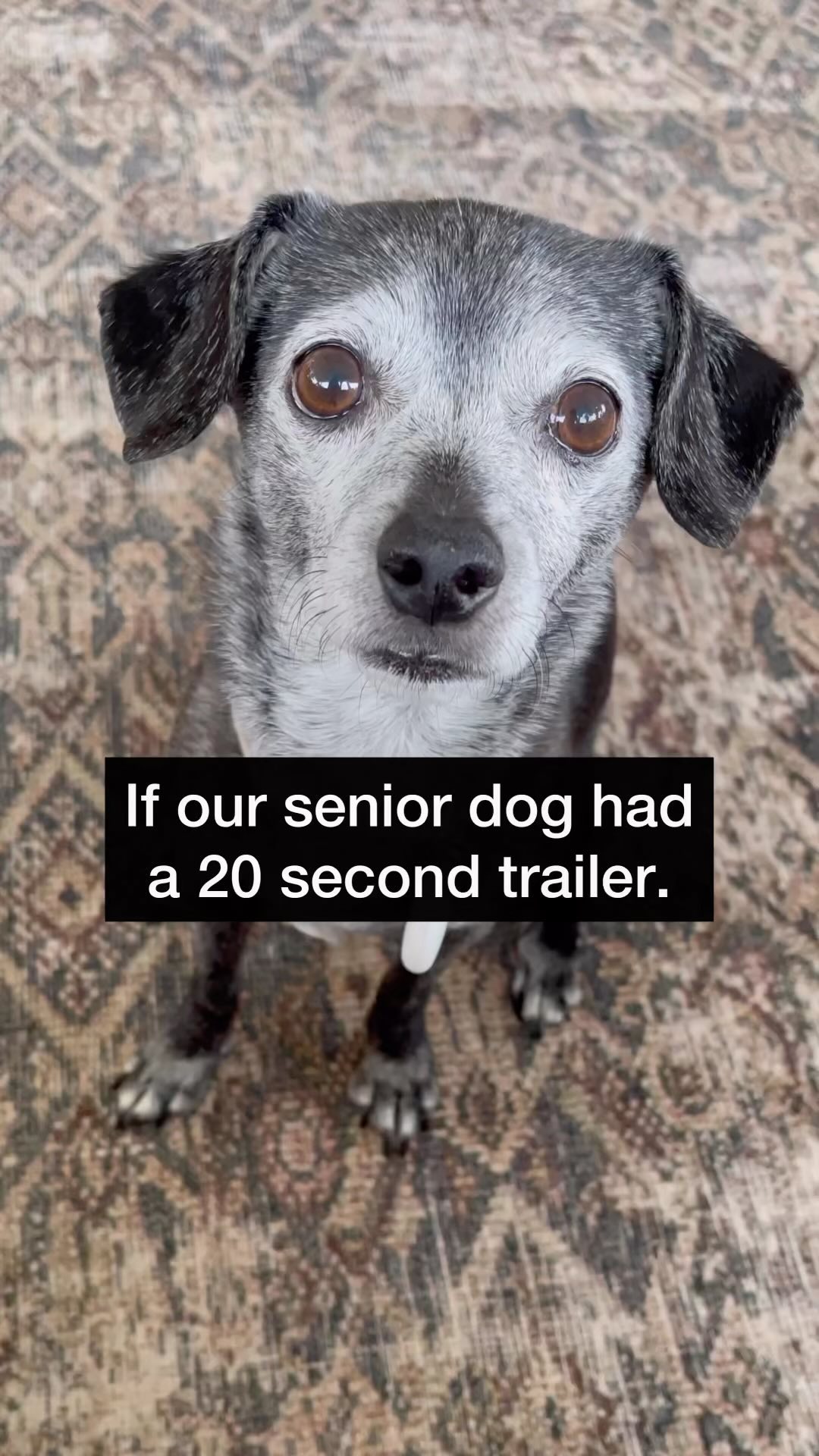 Would definitely go see this movie. 🐶 #dogsofinsta #seniordogs #seniordogsofinstagram #funnydog