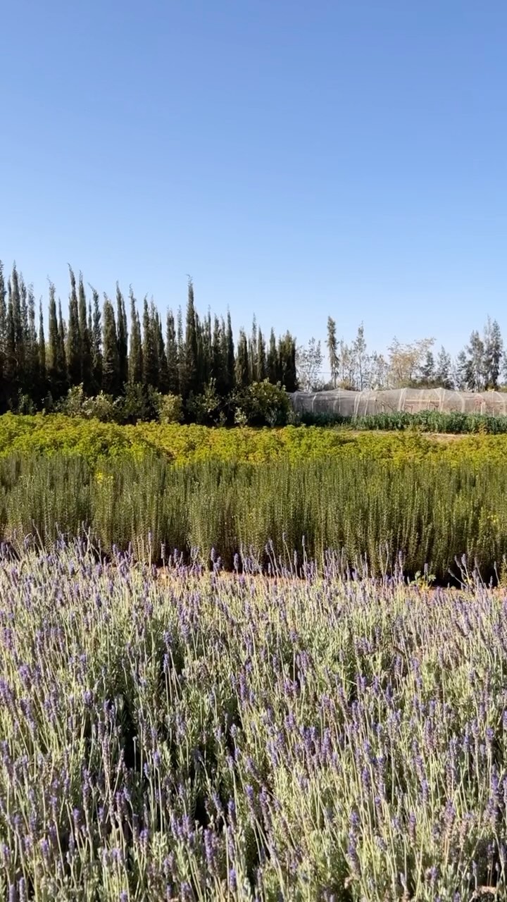 We grow our own vegetables, plants and flowers! Our farm is 100% organic and provides fresh products all year long. #darrhizlane #fineproducts #organicfarm #vegetables #organic #flowers #plants #earth #cropping #agriculture #cuisine #green #marrakesh #morocco