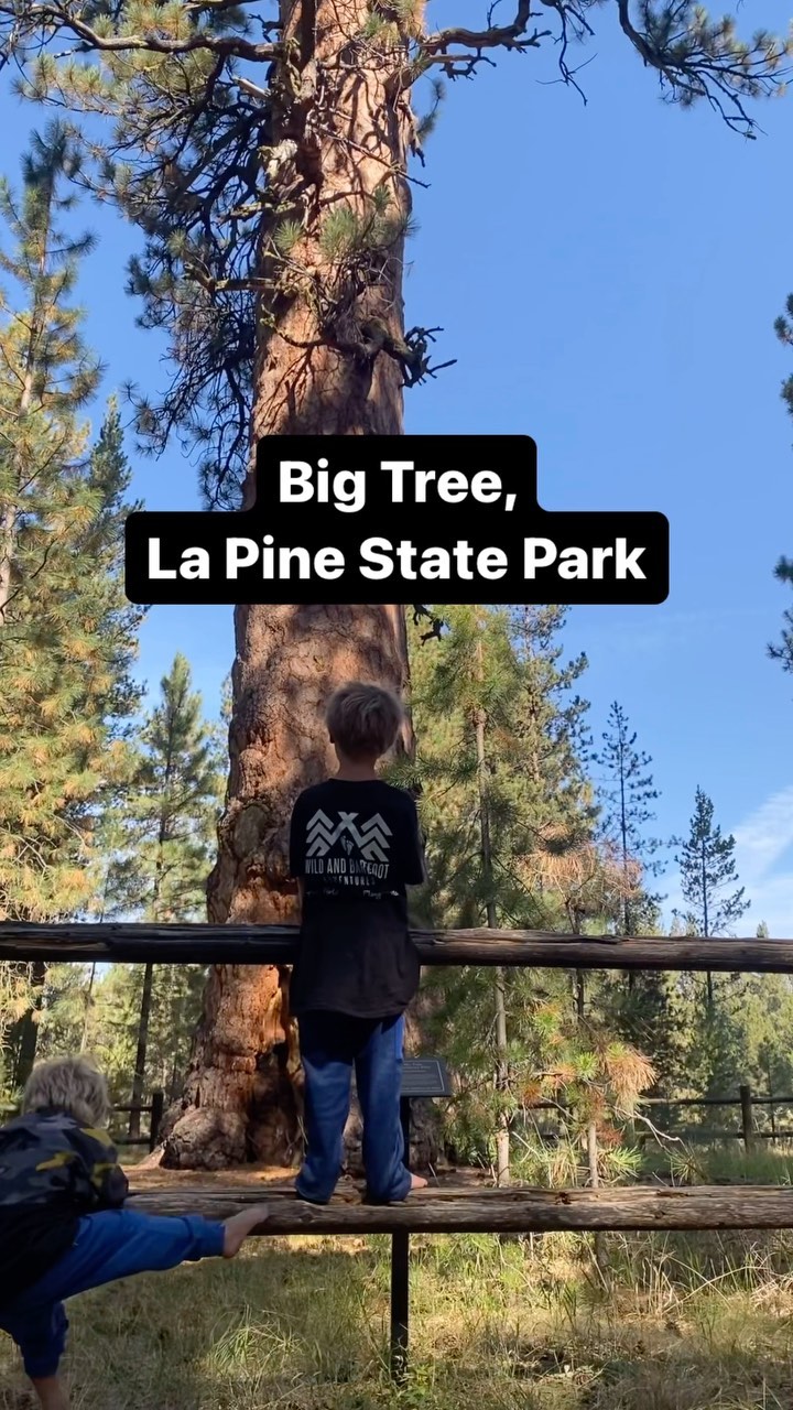 📍 Big Tree, La Pine State Park
Visit the biggest Ponderosa Pine in the WORLD!
Learning topics: trees, old growth forests
#wildandbarefootadventures #hikingwithkids #bigtree #oldgrowth #ponderosapine #lapinestatepark #explorenature #outdoorclassroom #1000hoursoutside