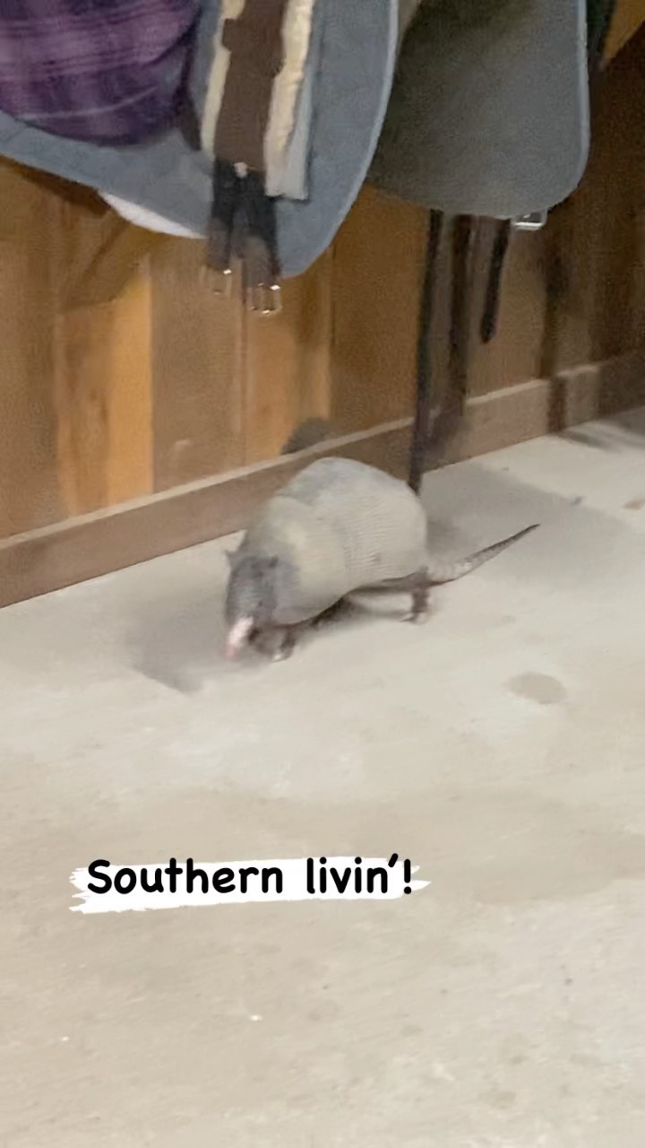 Clearly God thought I needed to remember He created dinosaurs… 😂What would you do if you found an armadillo just makin’ himself at home in your tack room? 👀😱 #whattheactual #itsthelittlethings #blazerfarm
