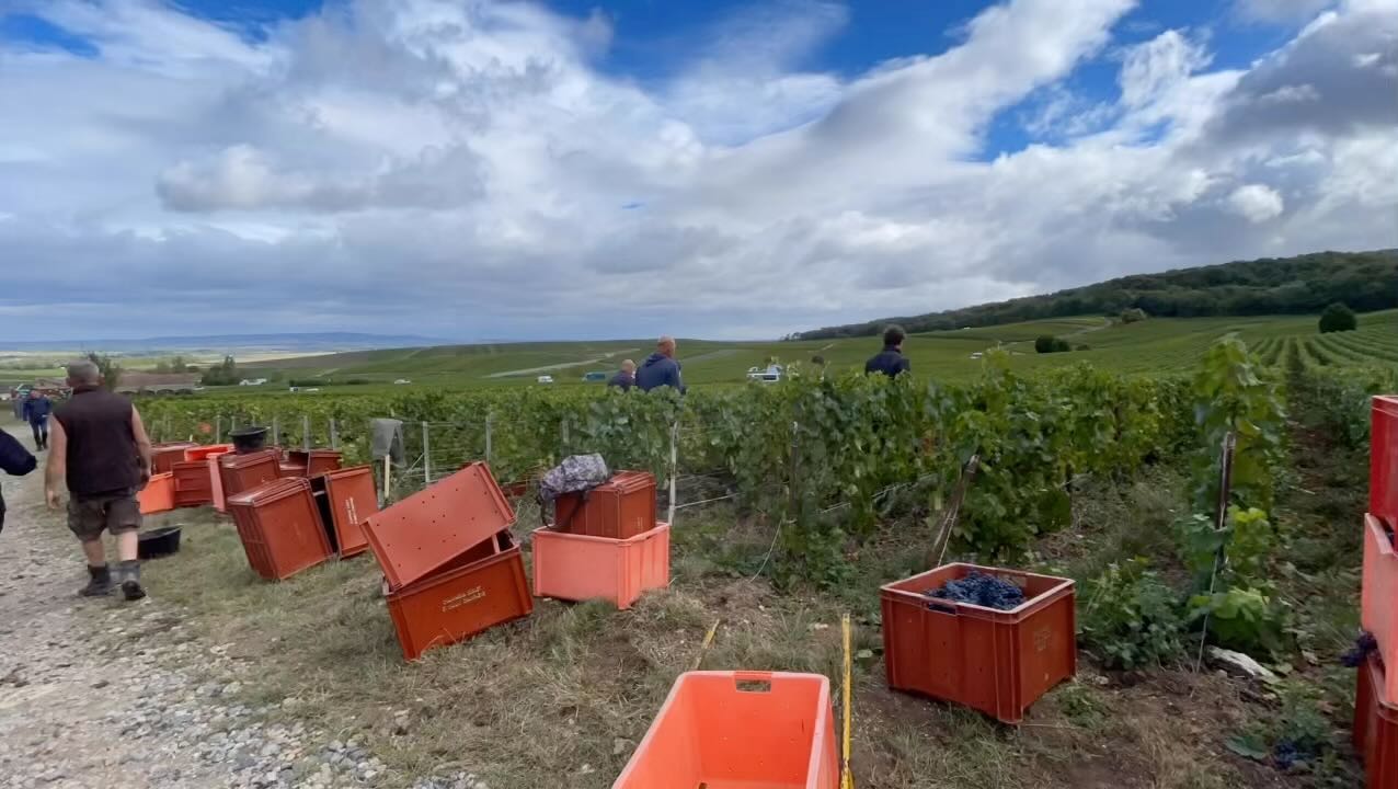 🍇 vendange 2022 🍇
#harvest #champagne #maillychampagne #grandcru #champagnegrandcru #vigneronindependantdechampagne #adayinharvest #unjourenvendange