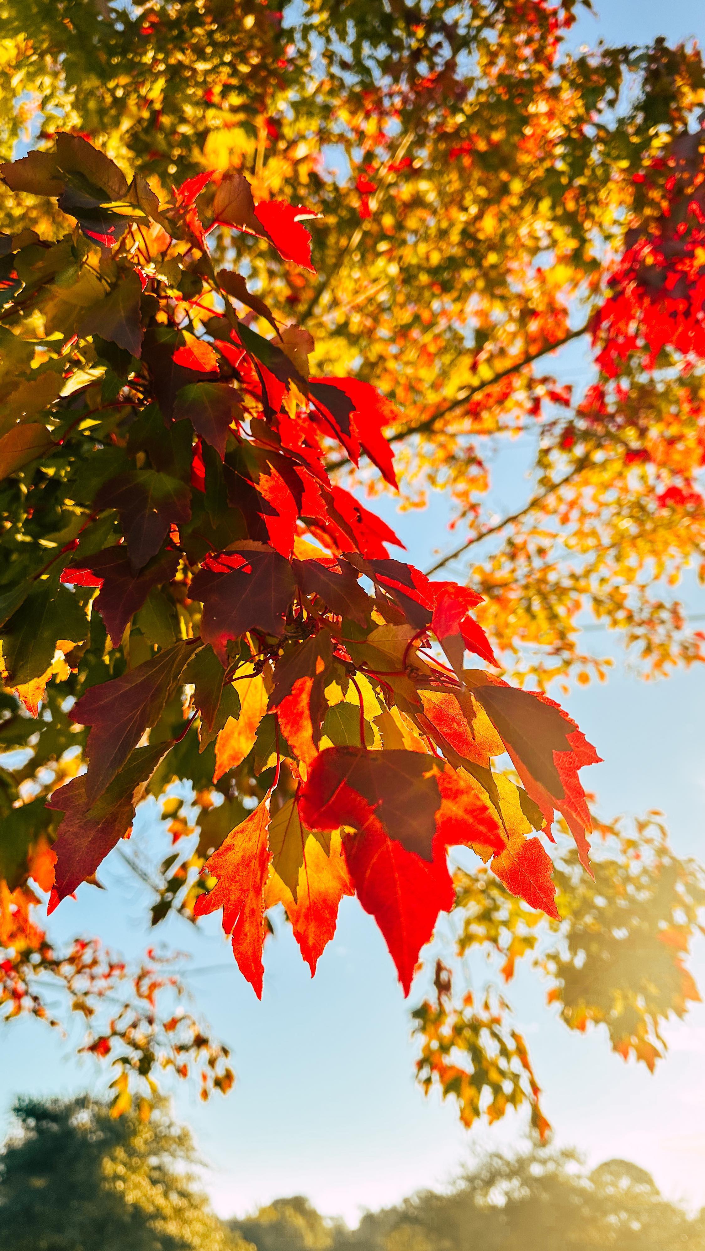 Happy for even the smallest moments of autumn in Florida. Thankful that the maple trees always remember to bring the vibrancy of fall even in the warmest places.
.
.
#autumnalvibes #fallinflorida #hellonovember #autumnlife #beautyintheeveryday