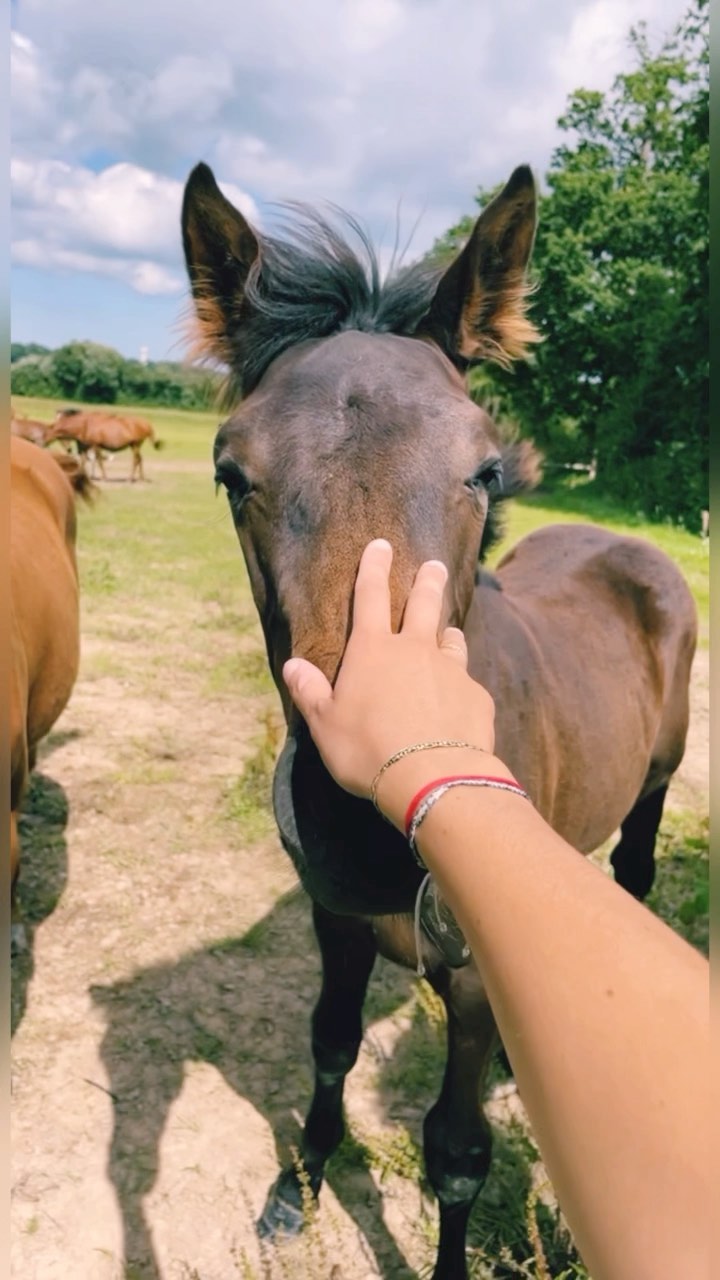 Comment a évolué notre rapport avec le cheval dans l’histoire ?
Il existe 2 grandes écoles :
- Le dressage, ou l’animal doit obéir à l’homme en le maitrisant et en lui montrant qui est le « chef ».
- L'éthologie équine qui aide à décrire et comprendre les comportements de SON cheval. Car comme l’homme, les animaux ont leur propre personnalité.
Pourquoi certaines personnes vont être à la recherche de l’asservissement du cheval et d’autres rechercheront plutôt la complicité et la compréhension mutuelle ?
Le cheval pour les anciens chinois est associé au méridien du Cœur, c’est l’animal lié à l’émotion brute, sans filtre. En nous appuyant sur ce concept, on pourrait dire que pour certaines personnes les émotions doivent être dressées, contrôlées ou cravachées.
Pour d’autres, le besoin sera d’ouvrir son cœur, d’écouter ses émotions et de les accueillir.
Mon expérience personnelle dans cet univers m’a ouvert les yeux sur mon besoin d’être une amie et non une cavalière. D’être en adéquation avec cet animal qui n’est qu’un miroir de notre cœur.
Cet article est un remerciement pour ma jument Bénérale qui a été un pilier dans ma vie.
Elle m’a appris que mes émotions ne devaient pas être domptées sous peine de tomber mais que je devais être dans une écoute juste et sincère. #keikoshiatsu #shiatsulyon #bienetrelyon #doinlyon #aromatherapielyon #massagelyon #santenaturelle #huileessentielles #energetiquechinoise #medecinechinoise #acupression #developpementpersonnel #psychologiepositive #formationaromatherapie #holistique #soinénergétiquelyon #santemental #mtc #shiatsu #energetique #soinenergetique #soinholistique #acupuncture #soinslyon