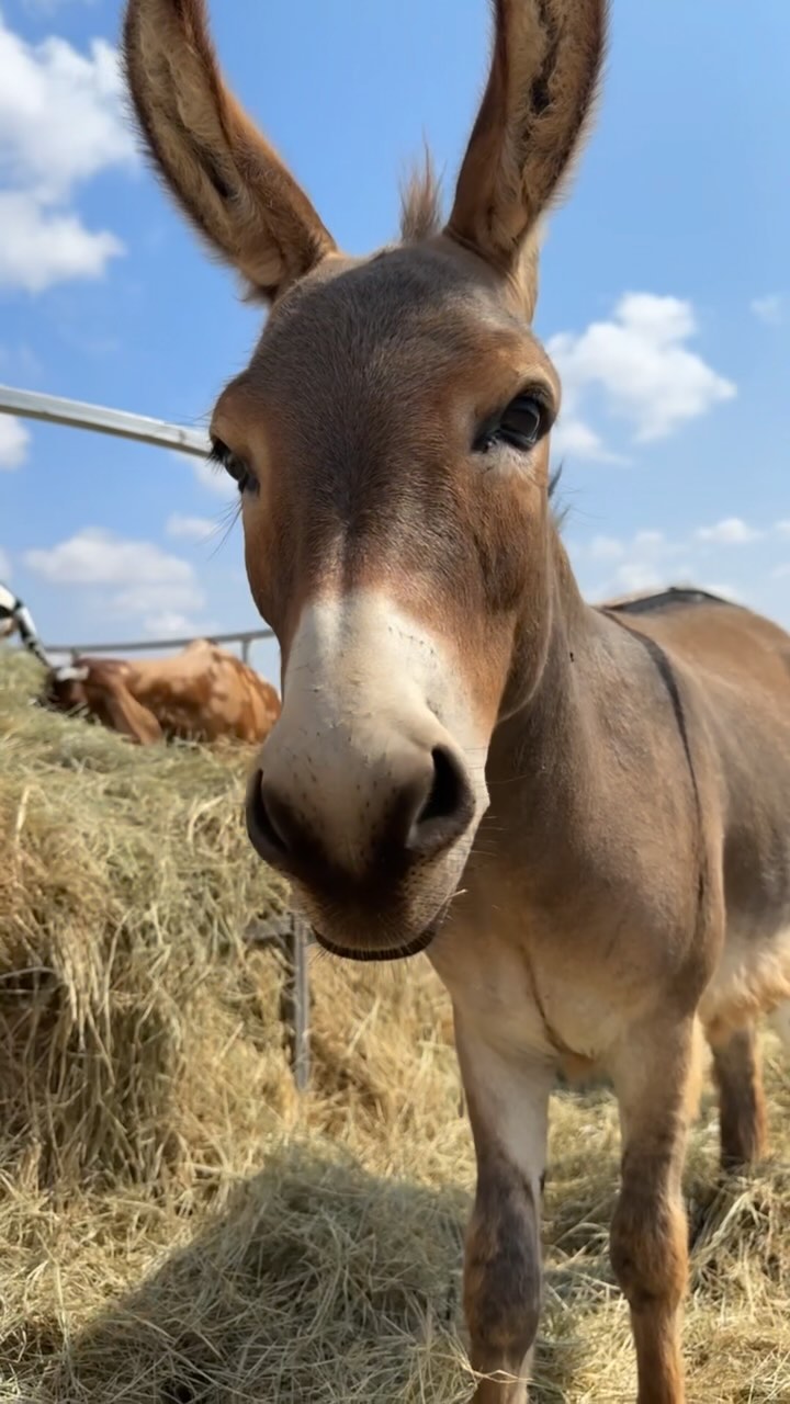 I’m loving these cooler days I know the animals love it too. A lil look at part of my herd munching down their hay. It feels like we just got done with kidding season but I’ve already been planning next seasons kidding plans 😊🤩😅
If wanna join the waitlist go to my website www.alpharanch.net
.
.
.
.
#countryliving#countrylife#goats#dairygoats#alpharanch#mininubians#nigeriandwarfgoats#dairyherd#goatfarming#goatmilk#minidonkeys#minidonkeysofinstagram#farmhouse#andrewstexas#mdga#adga