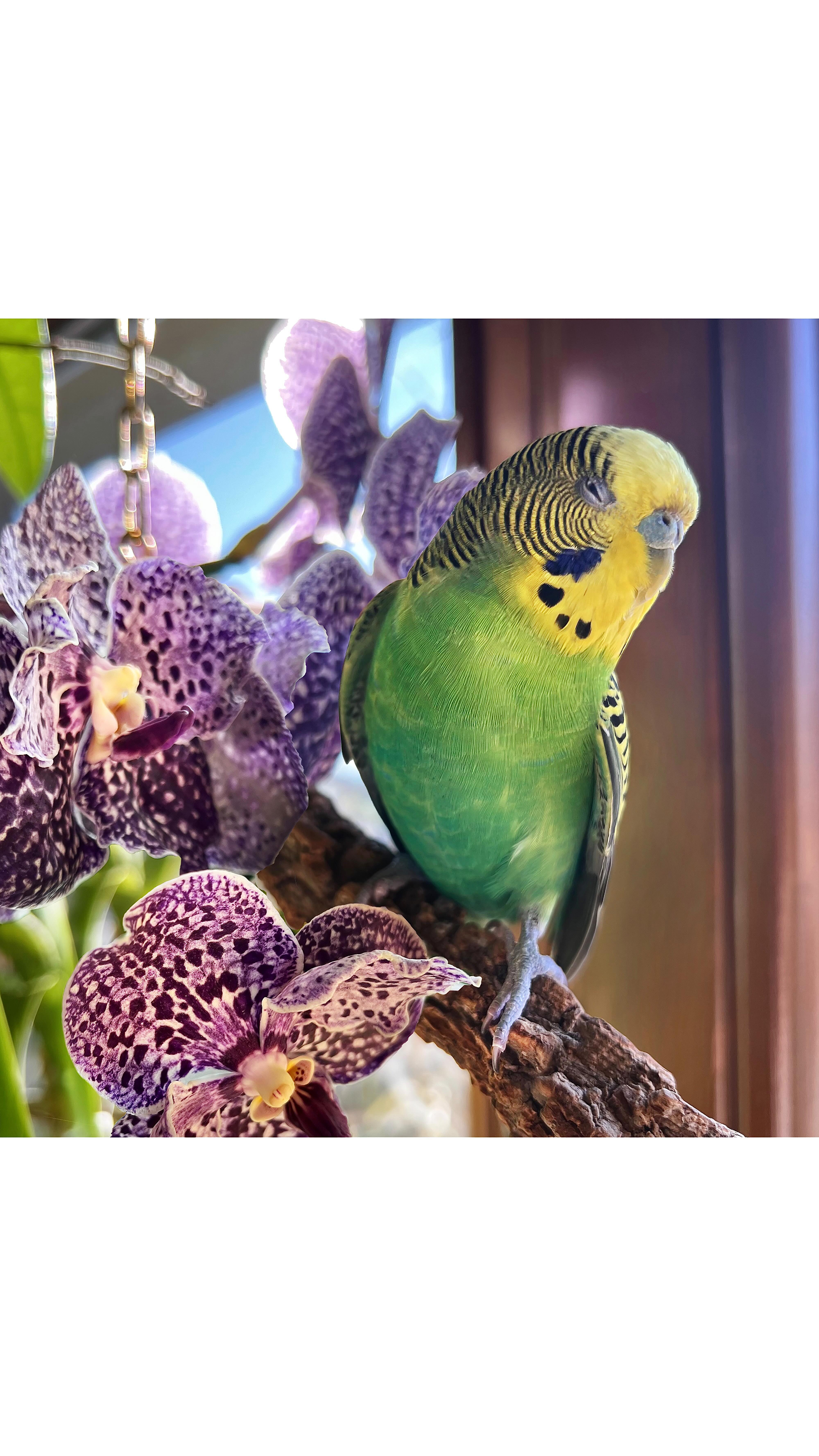 Dzieńdoberek! 🦜
Dziś znów troszku Groszku! 🤪🫛
Krótka wrzutka ornitologiczna 💚
Mój zielony warsztatowy chochlik co prawda pierścionków lutować nie zamierza, ale za to aspiruje już na stanowisko kierownicze 😎
Znacie już z poprzednich postów historię o tym, jak się Groszek u mnie pojawił. Zobaczycie tam też, jaką przemianę przeszedł od pierwszego dnia ✨
Aktualnie jest już w pełni zadomowiony w mojej warsztatowej dżungli! Z klatki korzysta, kiedy sobie życzy. Popisuje się akrobacjami przed odwiedzającymi mnie klientami 😅
Na wiosnę, kiedy jeszcze trochę bardziej się oswoi, prawdopodobnie rozejrzymy się za towarzystwem dla Groszka 🤭🦜🌞🌴🌺🥭🍹✨
:::
.
.
.
.
.
#bartoszciba #mójwarsztat #papużkafalista #tropicalvibes #miejskadżungla #workshopporn #myworkshop #urbanjungle #jewelrydesigner #finejewelry #papuggroszek #tropicalmood #junglefever #ilovemyjob #workshopporn #bartoszcibajewelry #budgerigar #workspacegoals #workshopgoals #sunmagic #mojadżungla #tutworzę #islandofwonder #myprecious #budgie #parakeet #crazyplantguy #greenworkspace #wildwildworkshop