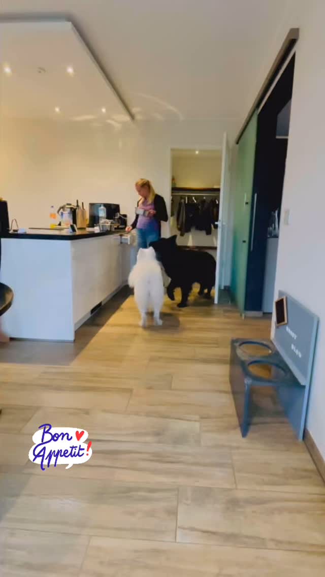 Dinner time means crazy Daisy 😄 #samoyed #dogsofinstagram #doglover #samoyedlover #doglife🐾 #samoyedofinstagram #crazydog #dinnertime🍴 #sweetdog