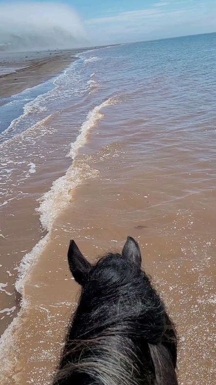 Beach Vibes. #worldshighesttides #horsebackriding #horsebackridingonthebeach #bayoffundy #trailriding #bayoffundy #cliffsoffundygeopark #explorenovascotia #exploreparrsboro #spiritreinsranch