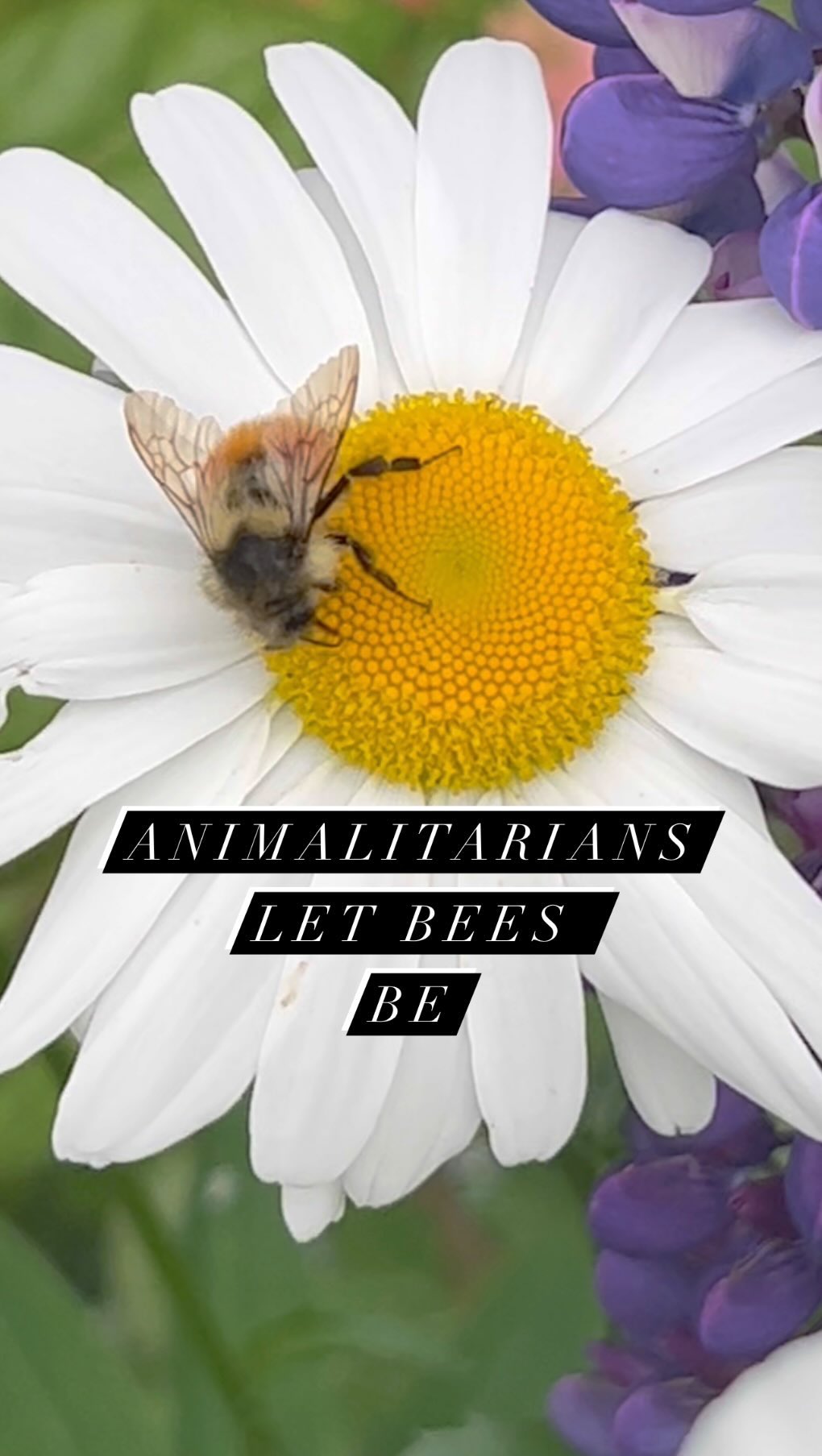 Animalitarians like the bees. We need the bees. We let the bees be so they can do their important work. Bees and butterflies help pollinate approximately 75 percent of the world’s flowering plants. They pollinate roughly 35 percent of the world’s food crops—including fruits and vegetables
#savethebees #bees #letthembe #savethebee #savethebees🐝 #beesofinstagram #beesofig #bees🐝 #beephotography #beesareawesome #beesareimportant #bekindtoallkind #beesareimportant #beesarecool🐝 #beesarefriends #beesare #animalitarian #weneedbees #weneedbees🐝 #wildlifephotography #wildlifelovers #veganforlife #savetheplanet #respectnature #bekindtoanimals #animallovers #animalsmatter