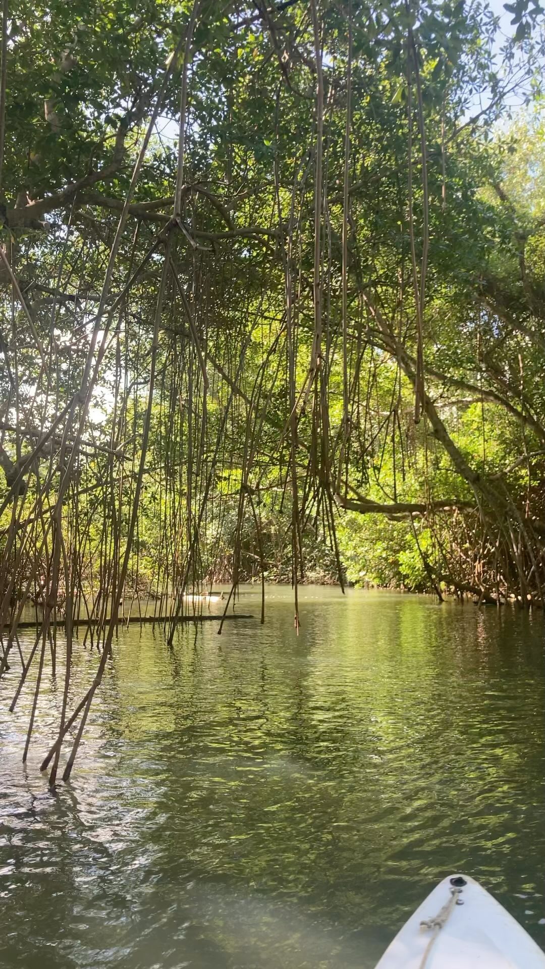 #mangrove #guadeloupeislands❤️🌴