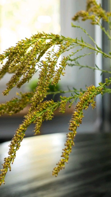 Indoor plants whether real or faux play an important role when it comes to decorating your space, they provide colour, texture and shape to any room.
They help bring some of nature indoors and create's visual interest points in a room for the eye to settle on.
For areas where you feel it needs something, you can't go wrong with plants, you just want� to make sure to add the right plants based on the amount of light they require. If you have a dark corner or area with minimal light, a faux plant will do the trick.
If you are not a green thumb, not to worry, there are some good realistic looking faux plants out there in the market.
#indoorplants #plantdecor #livingwithplants #plantstyling #houseplantsofinstagram #interiordecor #homeinteriors #interiorstyling #interiordesign #greenery #nature #plantlovers #torontoplantlovers #decoratingwithplants