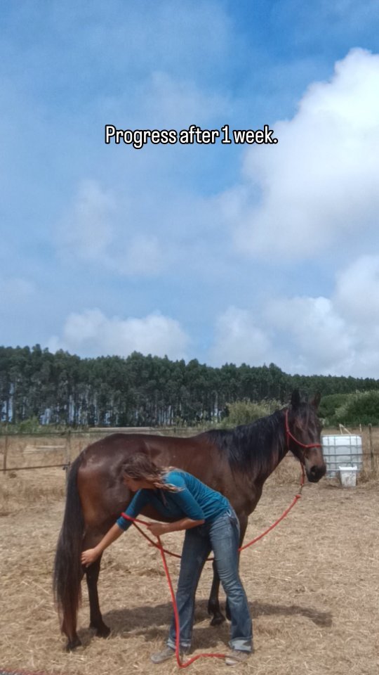 I gave myself and Quira a lot of time before I finally trimmed her hind feet. She's been with me for a month now and even though I couldn't work with her for two weeks because I was sick I am usually quicker with giving new horses their first trim. But Quira had a very clear opinion on being touched on her hind legs when she arrived so I gave her and myself a lot of time to get routine with having her hind legs handled before I attempted to actually trim them. Now she's doing great and I am happy she changed her mind about how to react to being touched on her hind legs.