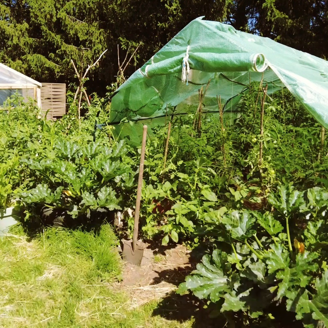 Vom einfachen Leben mit Pflanzen!
Song by: Buena Vista social Club - Chan Chan
#yoga#Yoga108#garten#Pflanzen#selbstversorgung