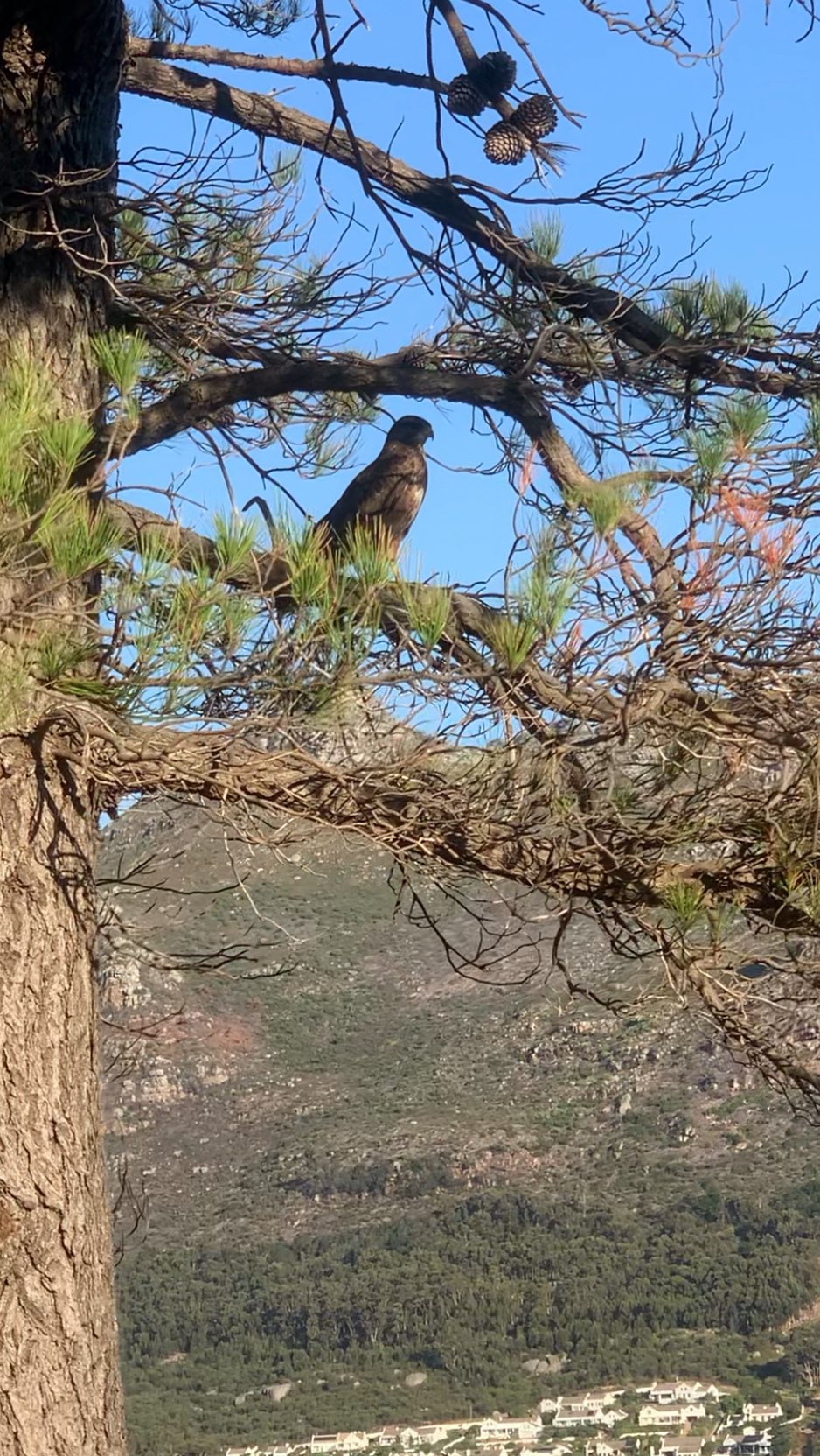 🦅
.
.
.
@sadhusensi
@kinesiologyshifthappens