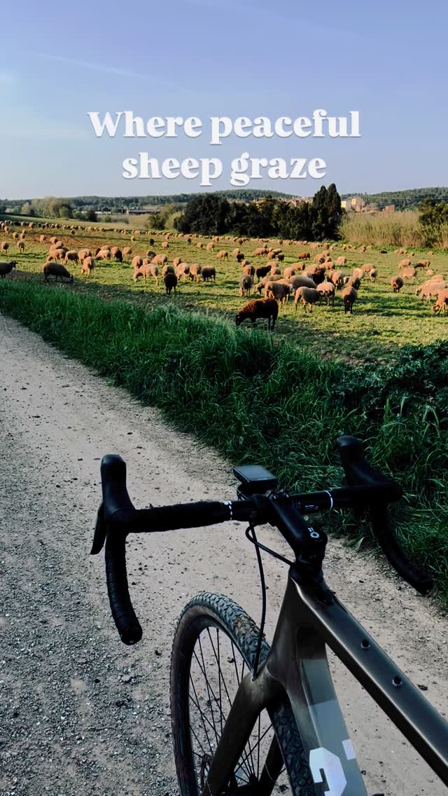 Turn on the volume 🔊, the real sound of the pack 🐑 and nature 💐. We must all enjoy these little pleasures while riding in Empordà ✨.
PD: Each pack is from a different shepard. The work these animals do to the soil and landscape is precious.
Come stay at @grvlhouse and discover it for yourself 🌾🚲
Hit us up to craft your one-of-a-kind adventure at Gravel House Empordà 🚀
#gravelcycling #gravelbike #adventurecycling #bikepacking #gravelgrind #cyclinglife #gravelriding #explorebybike #graveladventure #ridegravel #pedalandexplore #adventureonwheels #biketrip #recovery #trainingcamp #roadbiking #cyclingtips #cyclingcamp #gironacycling