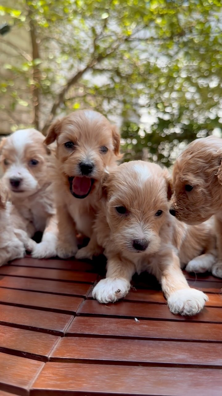 ¡Hay que calor! ☀️ ¿y si llevamos un cachorro a casa? 🏡 🐾 #minigoldendoodle #puppiesofinstagram #luxurydoodles #mexico🇲🇽 #cachorros #goldendoodle