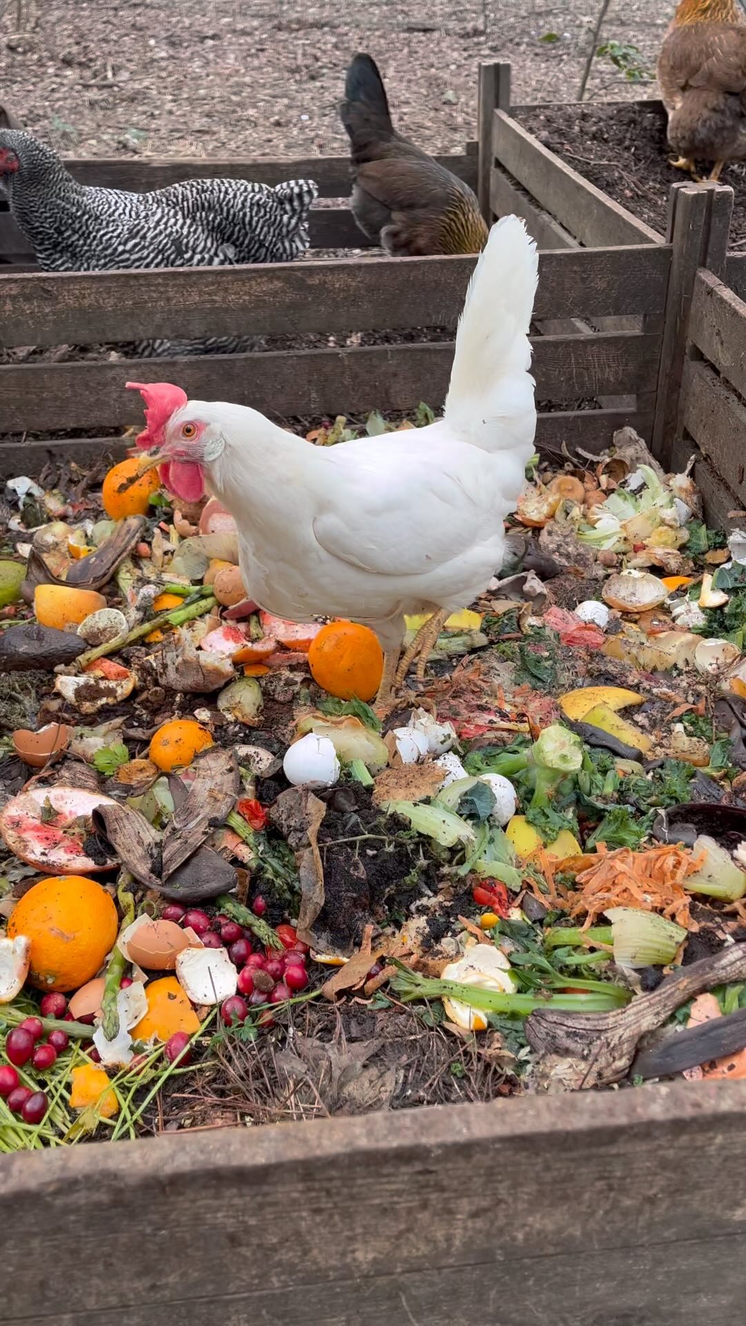 That’s one grapeful hen! 🍇♻️🐓
#compost #foodscraps #curbsidecomposting