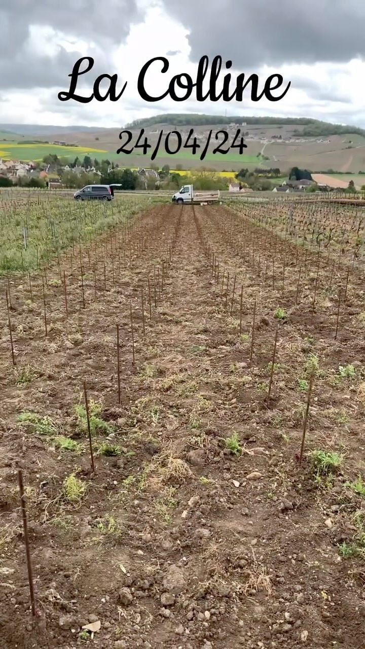 Voici la partie 2 tant attendue faisant suite à la précédente vidéo : Le piquetage. La plantation, très importante elle n’est réalisée que très rarement et est beaucoup plus minutieuse que ce que vous pourriez imaginer. Nous vous présentons ici notre méthode et les différentes étapes afin de mieux comprendre le processus. Nous espérons que ces vidéos explicatives vous auront plu. Et vous donnons rendez-vous dimanche pour de nouvelles publications ! N’hésitez pas à vous abonner pour ne rien louper.
#champagne #vignes #plantationvignes #champagnebrassart