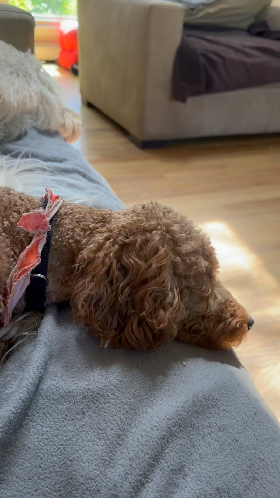 Siesta time zzzzzzzzz. #dogwalking #dogsofinstagram #dogwalker #doglover #dogstagram #petsitting #dogwalk #dogoftheday #doglovers #doglife #petsitter #instadog #doggydaycare #dogwalkerlife #fyp #dogwalkersofinstagram #dogboarding #dogwalkers #longislanddogs #dogsoflongisland #huntingtonny #greenlawnny #lidogs #thedogist #HGLfamily #petsittingservices
#thedogsoflongisland #longislanddogsofinstagram