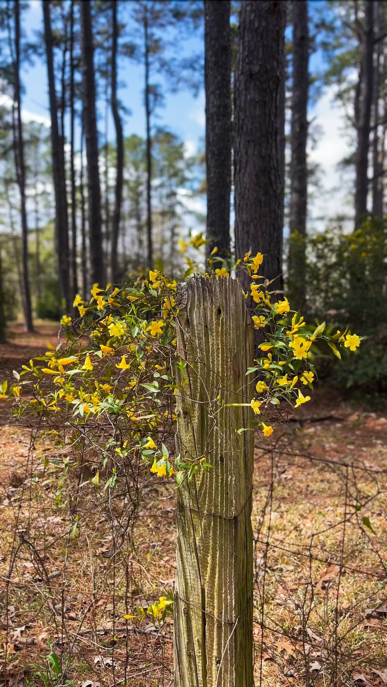 A bit of Spring popping up….