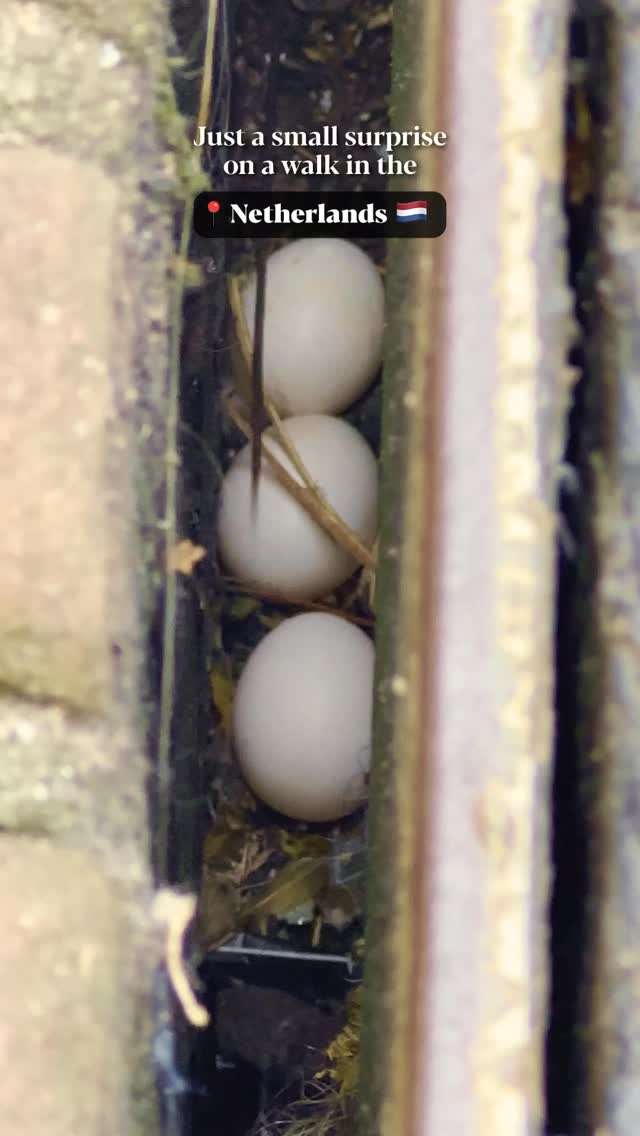 A quite little secret 🐣💛💛💛